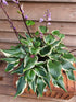 Hosta 'Sorbet' - New Forest Hostas & Hemerocallis