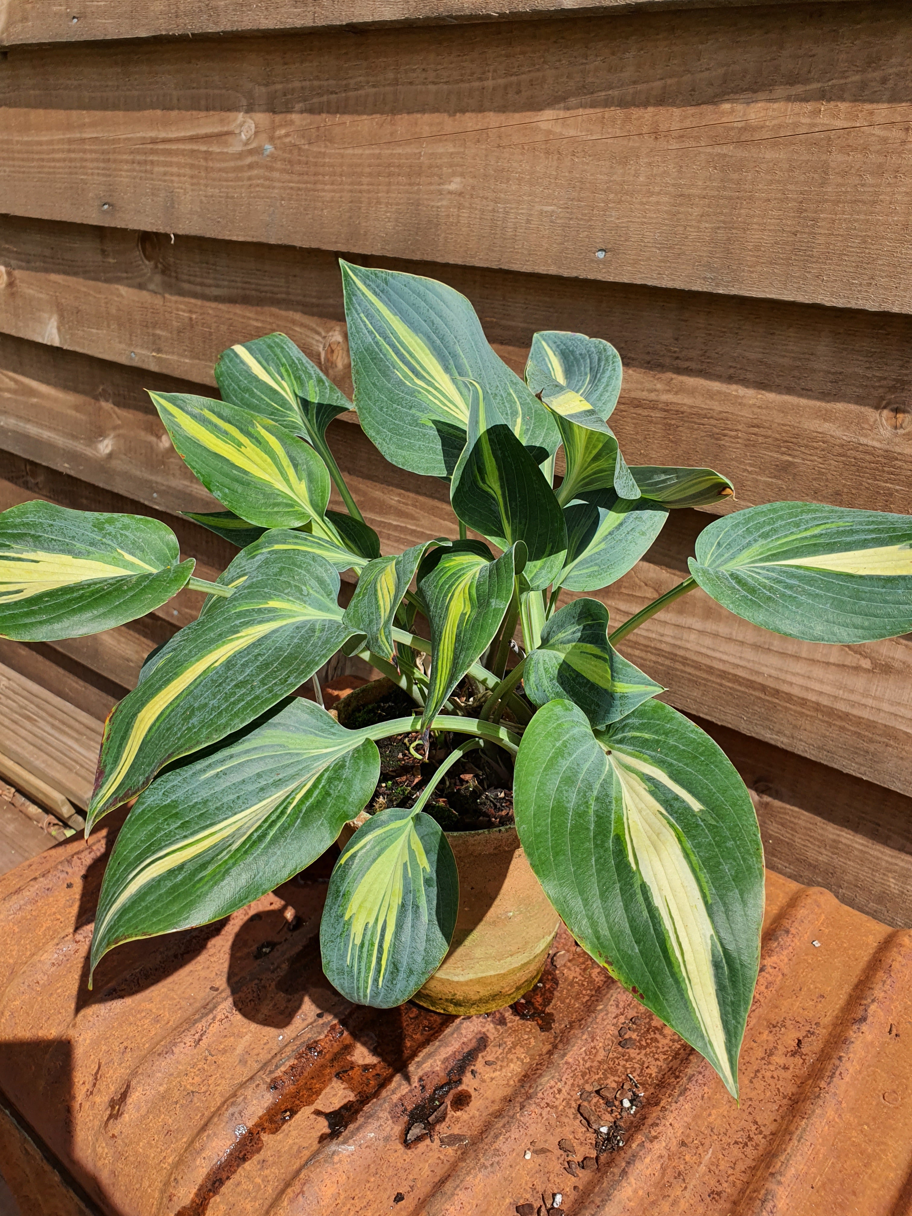 Hosta 'Party Popper' - New Forest Hostas & Hemerocallis