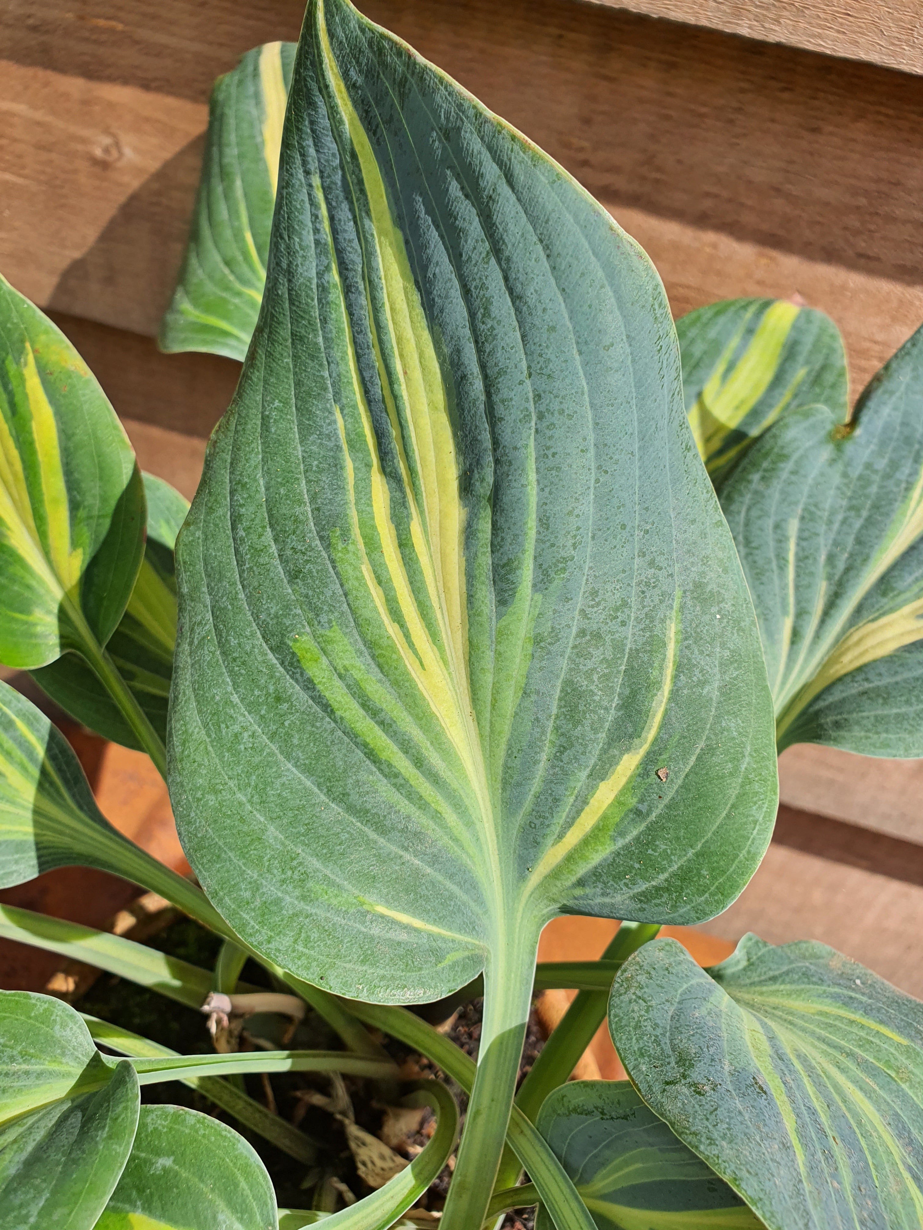 Hosta 'Party Popper' - New Forest Hostas & Hemerocallis