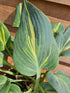 Hosta 'Party Popper' - New Forest Hostas & Hemerocallis
