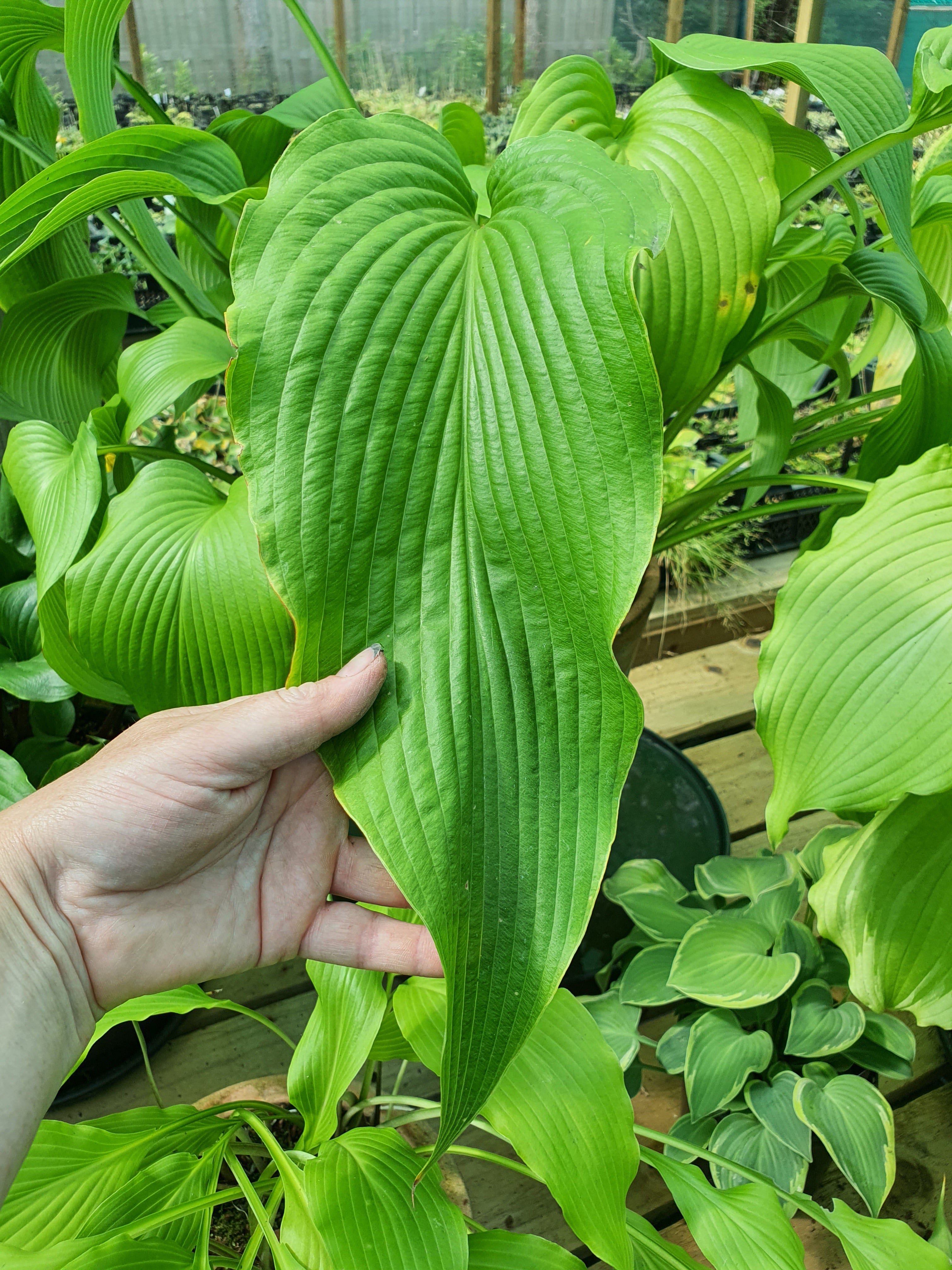 Hosta 'Jade Cascade' - New Forest Hostas & Hemerocallis