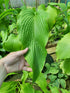 Hosta 'Jade Cascade' - New Forest Hostas & Hemerocallis