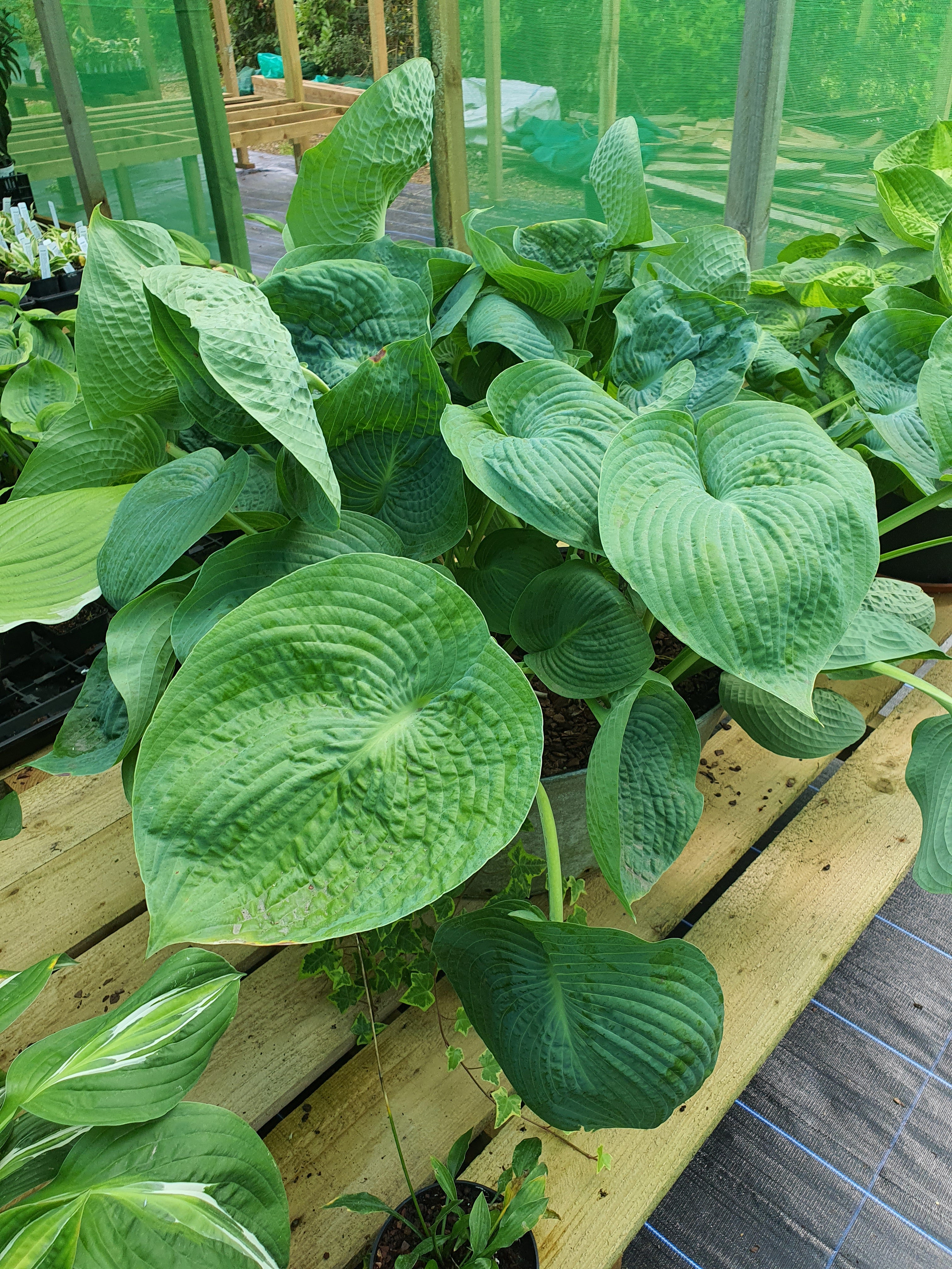 Hosta 'Abiqua Drinking Gourd' - New Forest Hostas & Hemerocallis