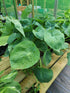 Hosta 'Abiqua Drinking Gourd' - Larger Specimens - New Forest Hostas & Hemerocallis