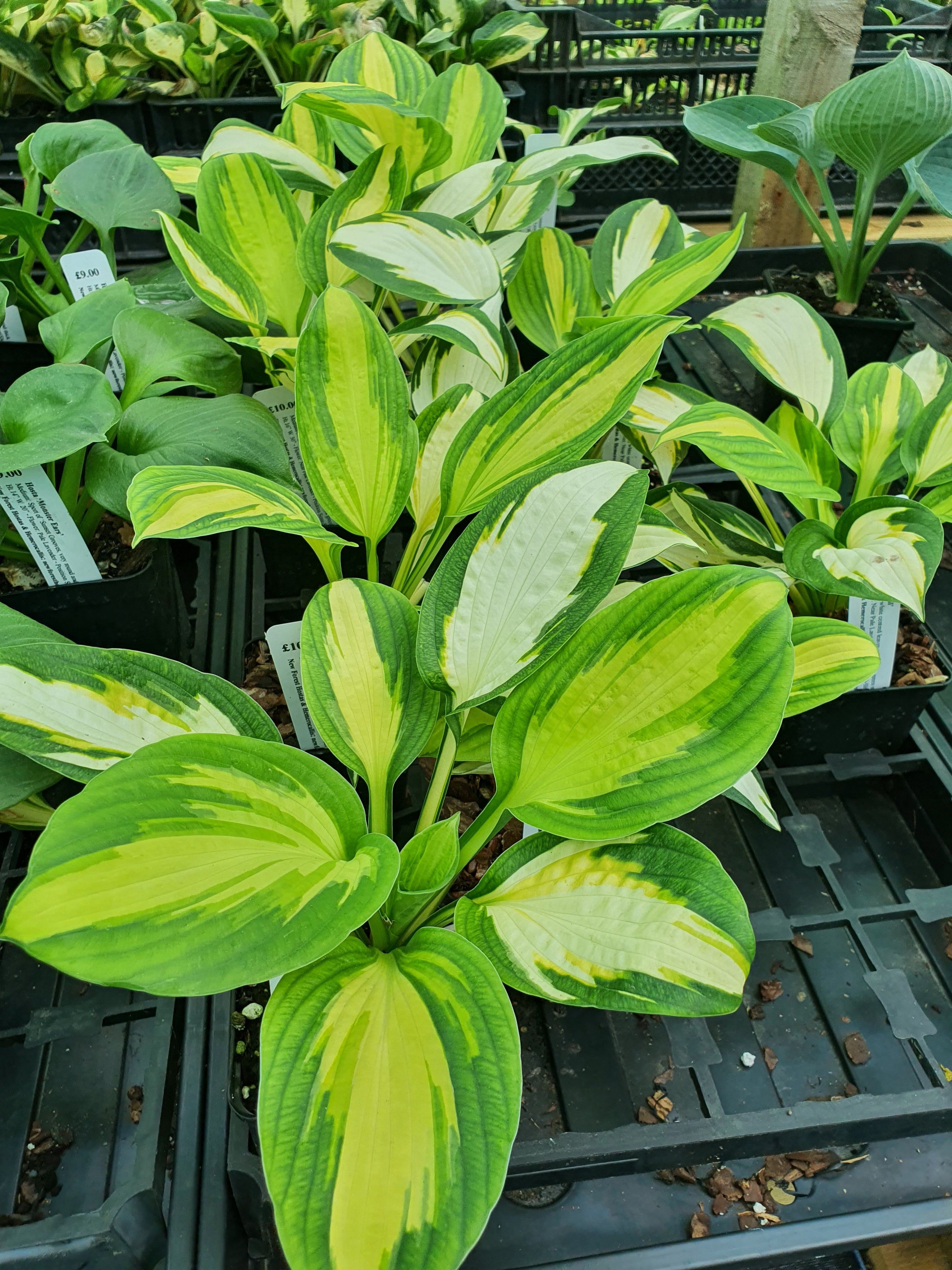 Hosta 'Color Festival' - New Forest Hostas & Hemerocallis
