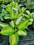 Hosta 'Color Festival' - New Forest Hostas & Hemerocallis