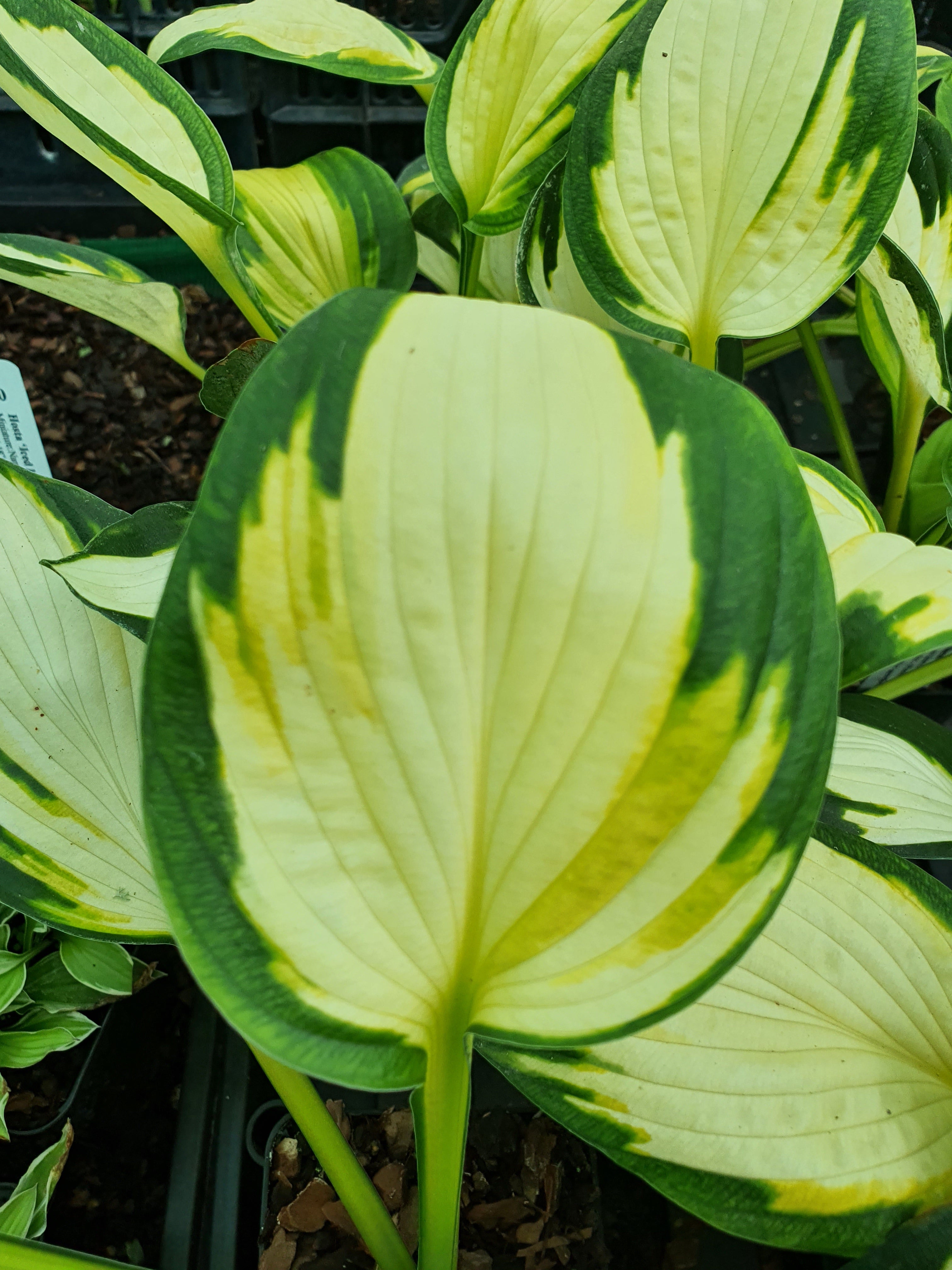Hosta 'Georgia Sweetheart' - New Forest Hostas & Hemerocallis