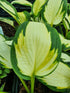 Hosta 'Georgia Sweetheart' - New Forest Hostas & Hemerocallis