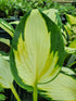 Hosta 'Georgia Sweetheart' - New Forest Hostas & Hemerocallis