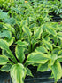 Hosta 'Paisley Border' - New Forest Hostas & Hemerocallis