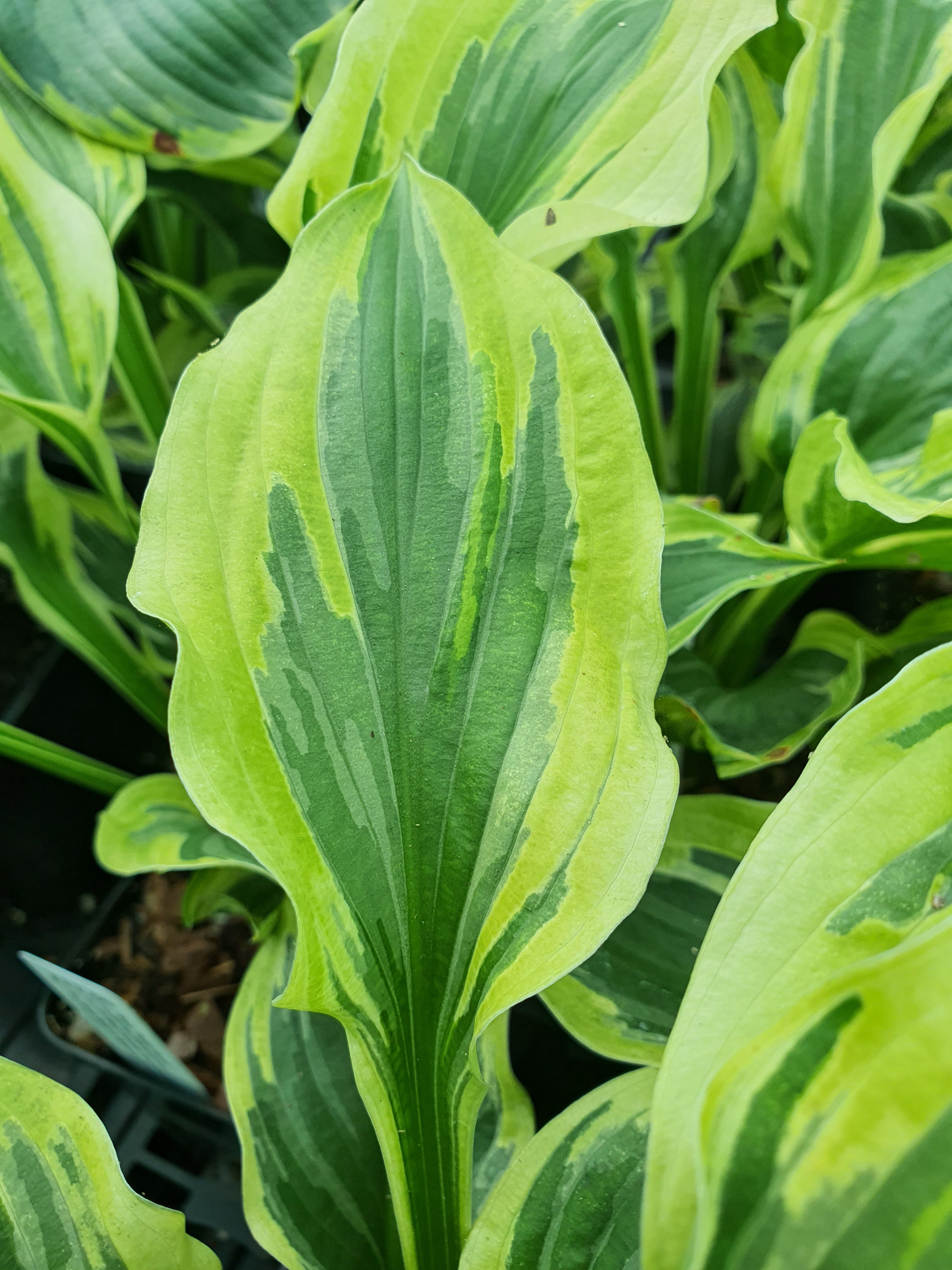 Hosta 'Paisley Border' - New Forest Hostas & Hemerocallis