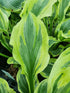 Hosta 'Paisley Border' - New Forest Hostas & Hemerocallis