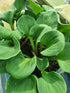 Hosta 'You're So Vein' - New Forest Hostas & Hemerocallis