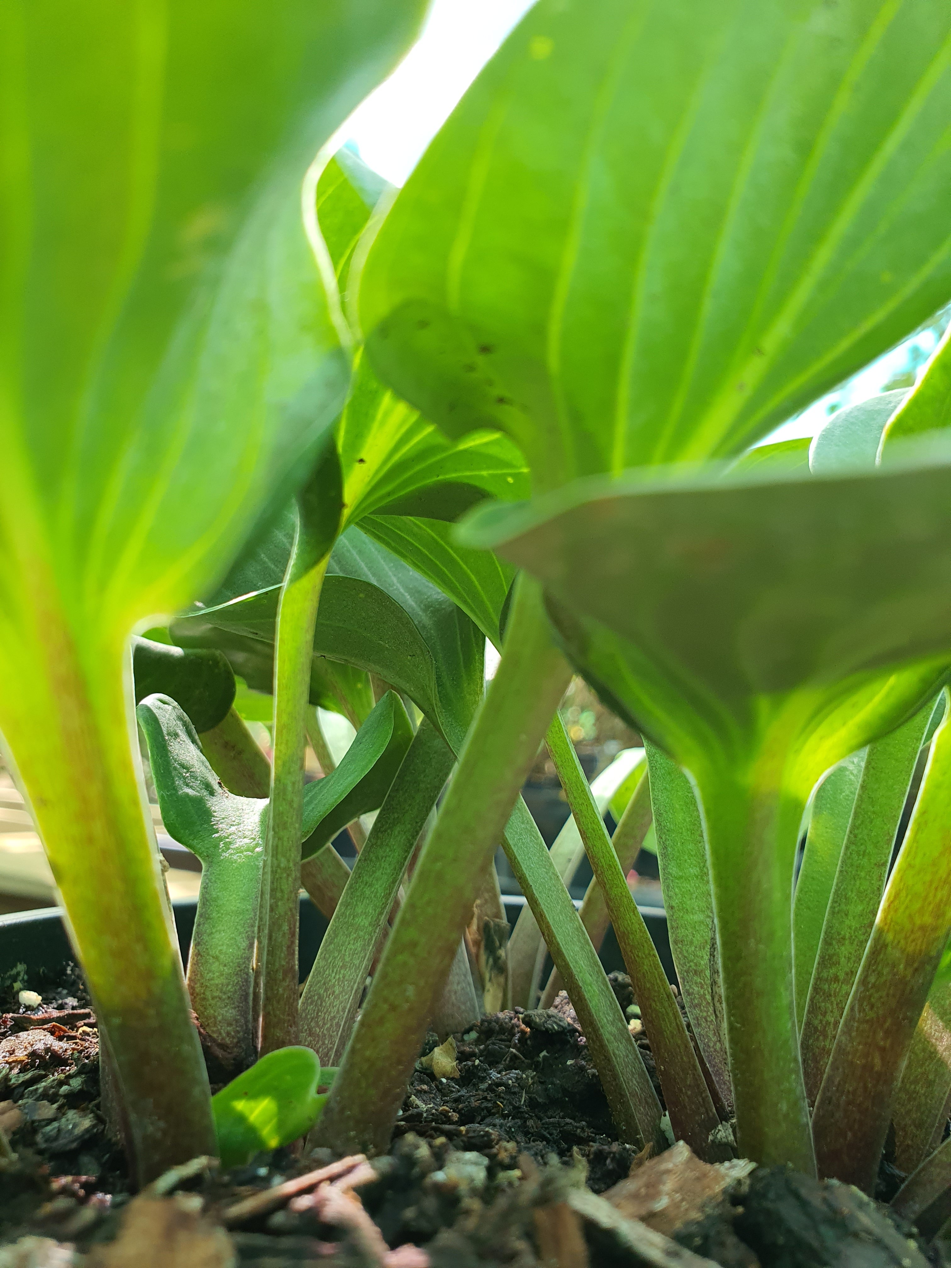 Hosta 'You're So Vein' - New Forest Hostas & Hemerocallis