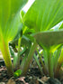 Hosta 'You're So Vein' - New Forest Hostas & Hemerocallis
