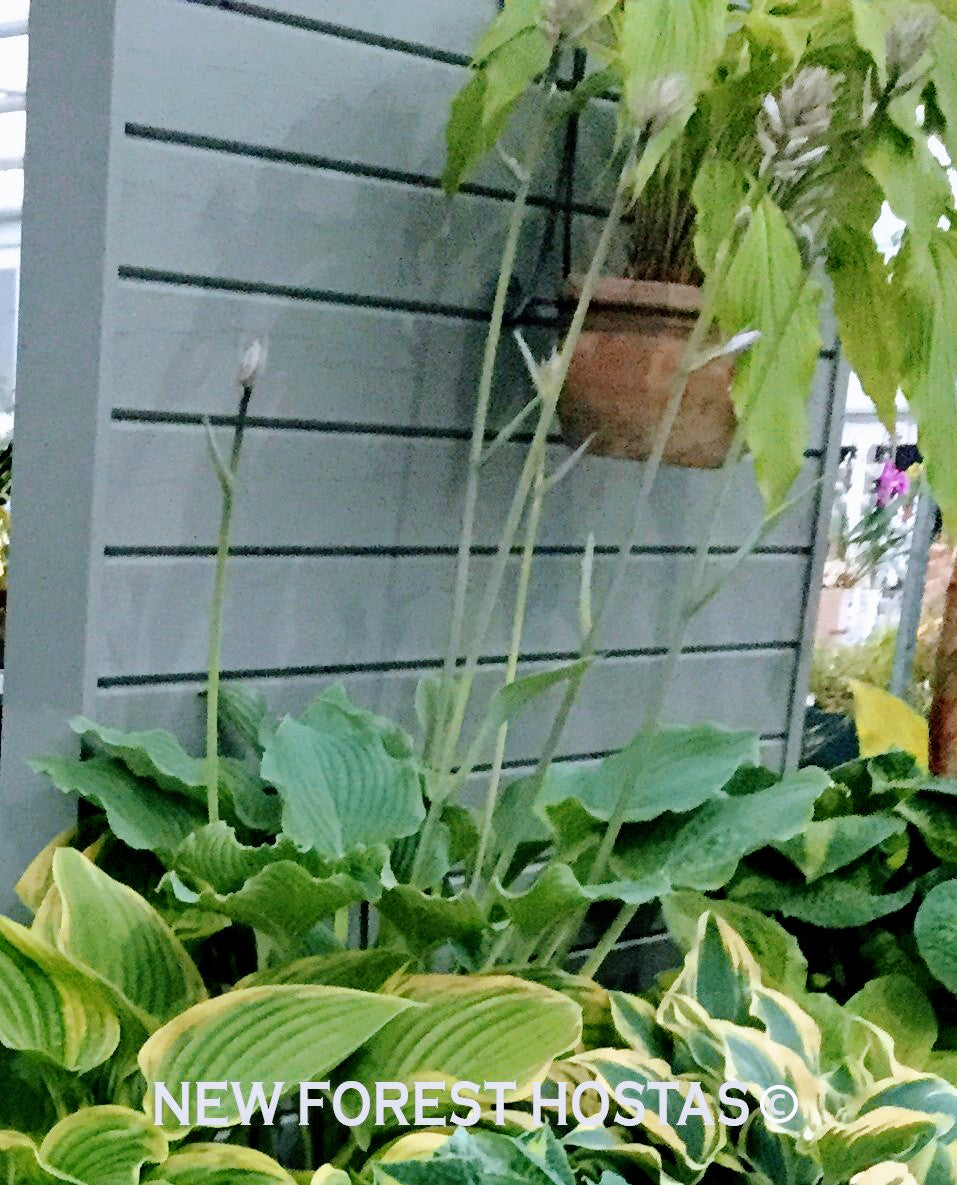 Hosta 'Komodo Dragon' - New Forest Hostas & Hemerocallis