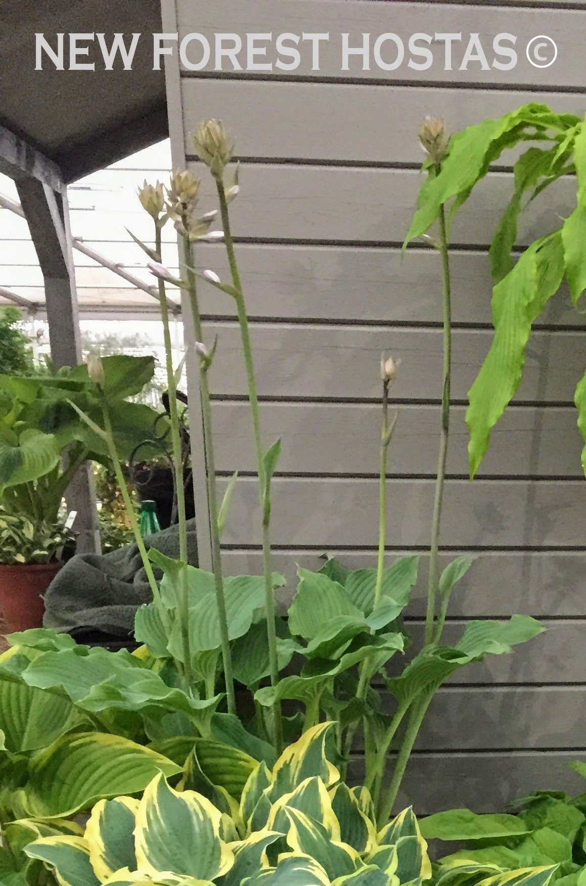 Hosta 'Komodo Dragon' - New Forest Hostas & Hemerocallis