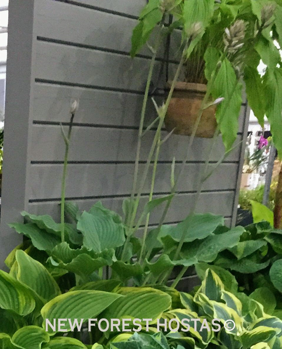 Hosta 'Komodo Dragon' - New Forest Hostas & Hemerocallis