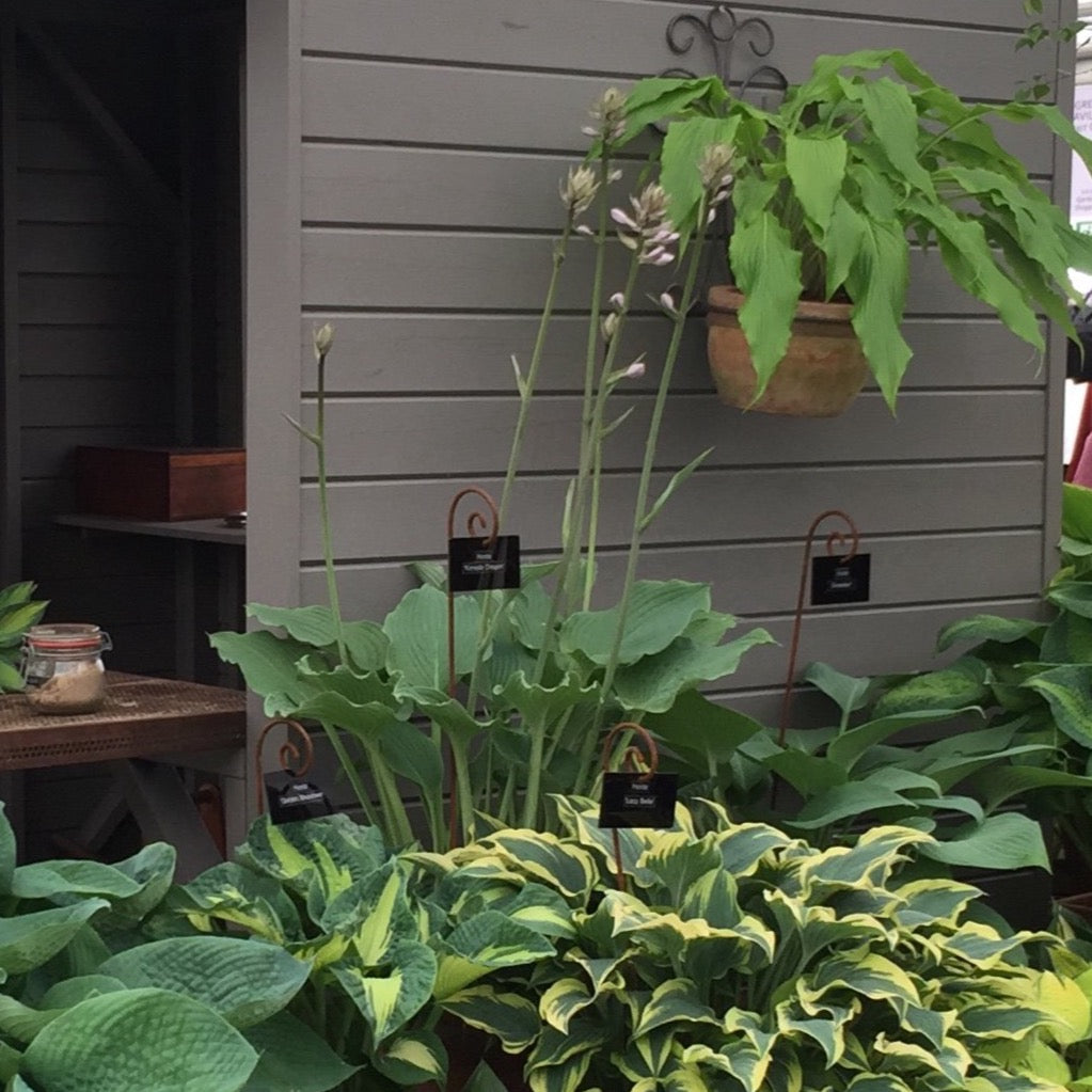 Hosta 'Komodo Dragon' - New Forest Hostas & Hemerocallis