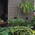 Hosta 'Komodo Dragon' - New Forest Hostas & Hemerocallis