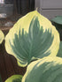 Hosta 'Broadway' - Larger Specimen - New Forest Hostas & Hemerocallis