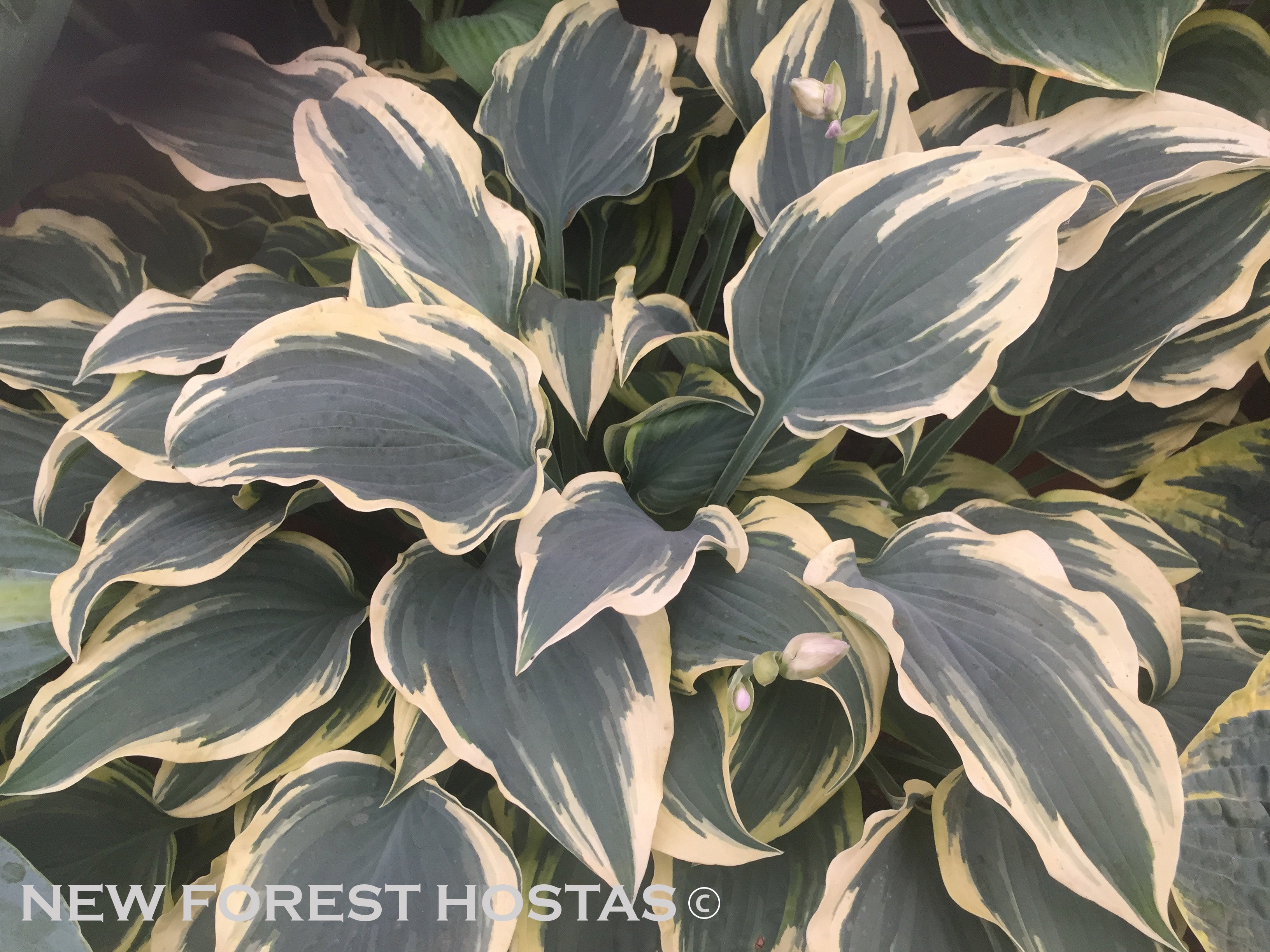 Hosta 'Lacy Belle' - New Forest Hostas & Hemerocallis