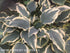 Hosta 'Lacy Belle' - New Forest Hostas & Hemerocallis