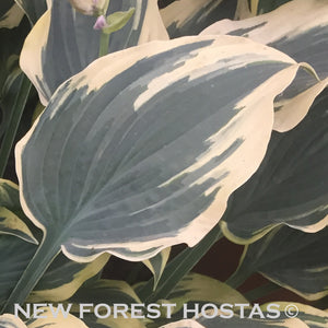 Hosta 'Lacy Belle' - New Forest Hostas & Hemerocallis