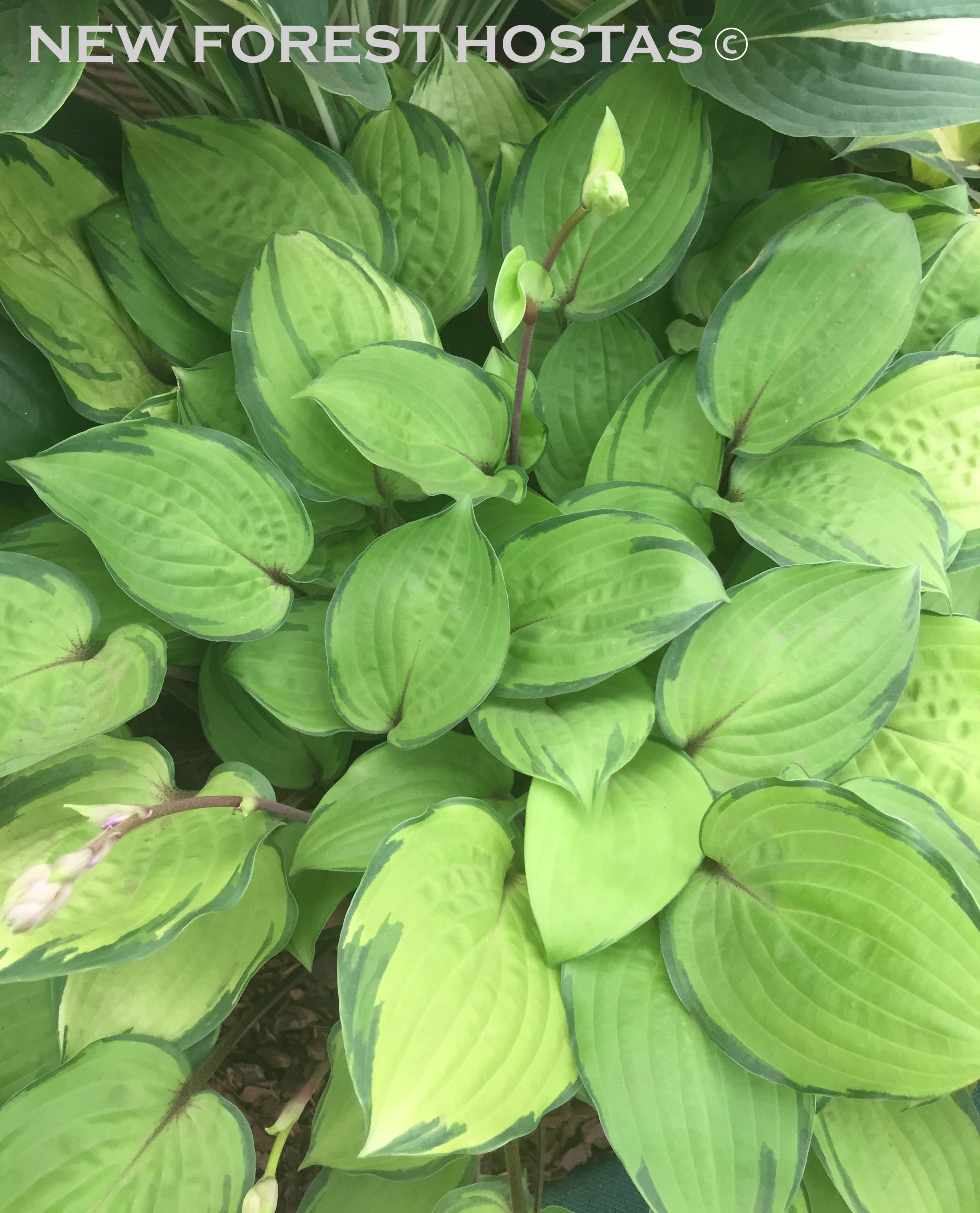 Hosta 'Paradise Island' - New Forest Hostas & Hemerocallis