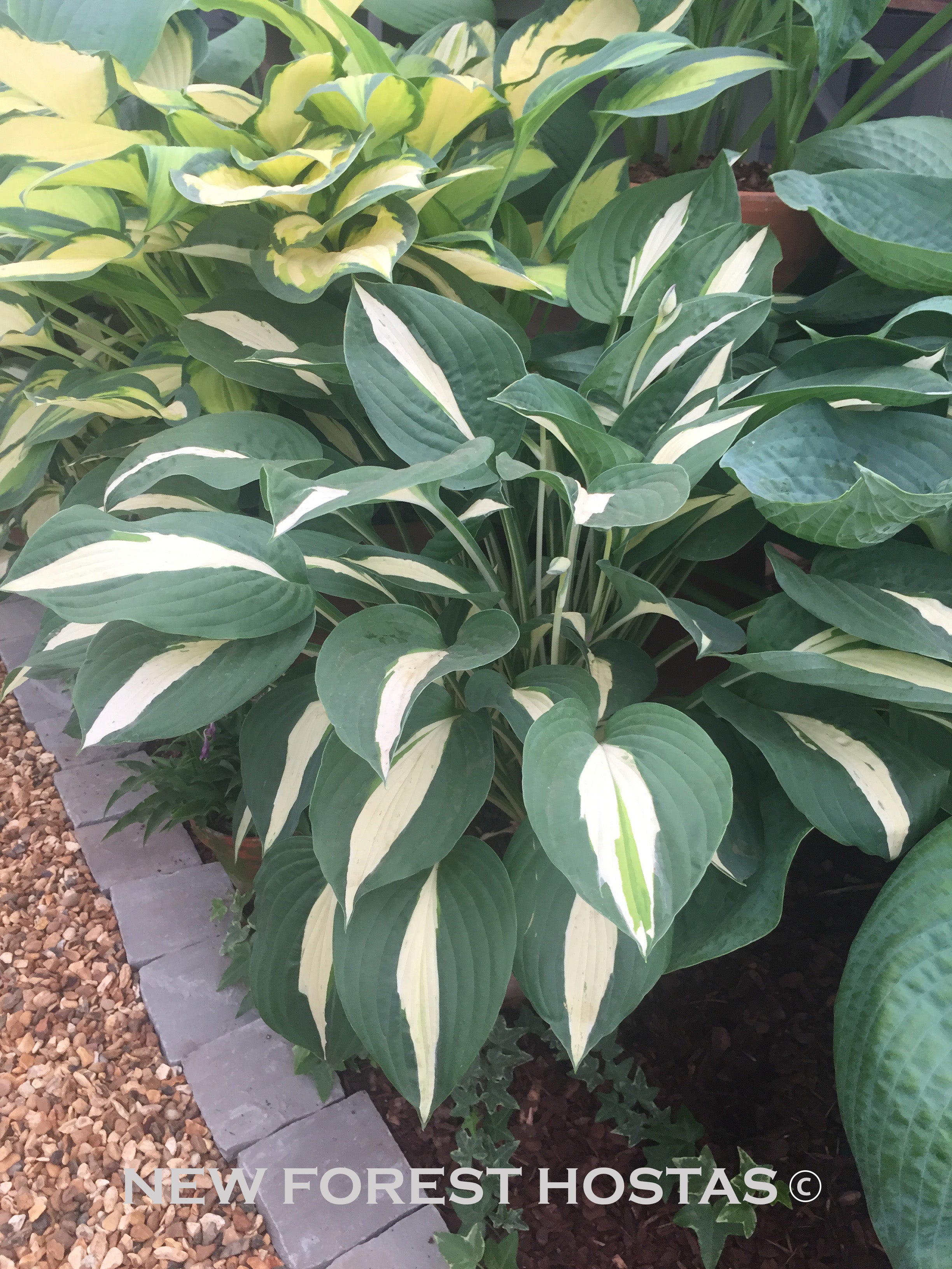 Hosta 'Risky Business' - New Forest Hostas & Hemerocallis