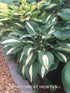 Hosta 'Risky Business' - New Forest Hostas & Hemerocallis