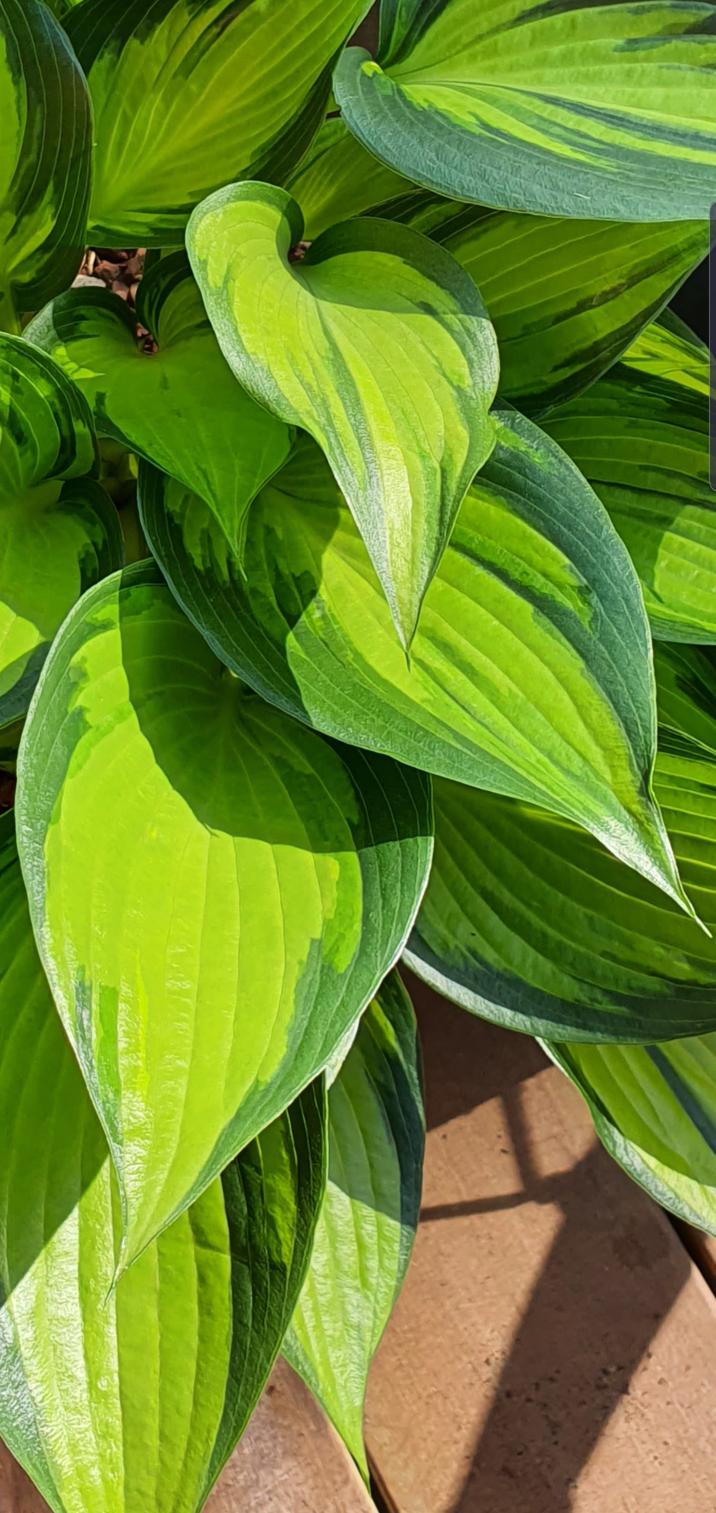 Hosta 'Justine' - New Forest Hostas & Hemerocallis