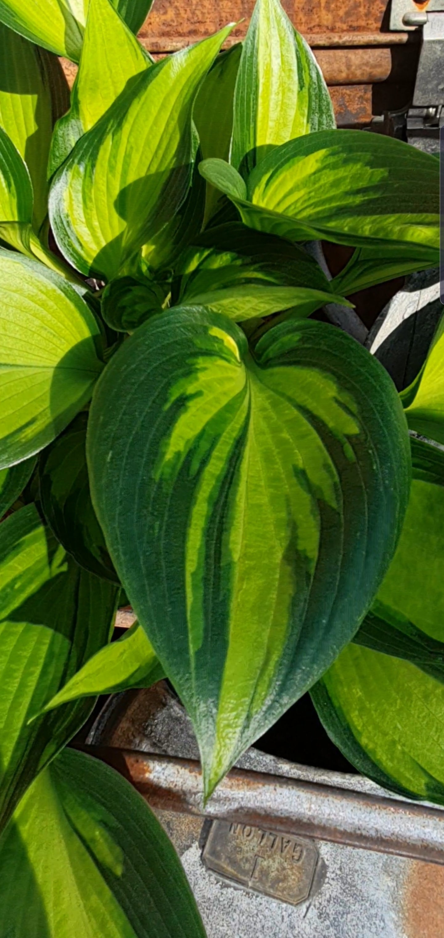 Hosta 'Justine' - New Forest Hostas & Hemerocallis