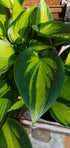 Hosta 'Justine' - New Forest Hostas & Hemerocallis
