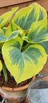 Hosta 'Liberty' - Large Specimen - New Forest Hostas & Hemerocallis