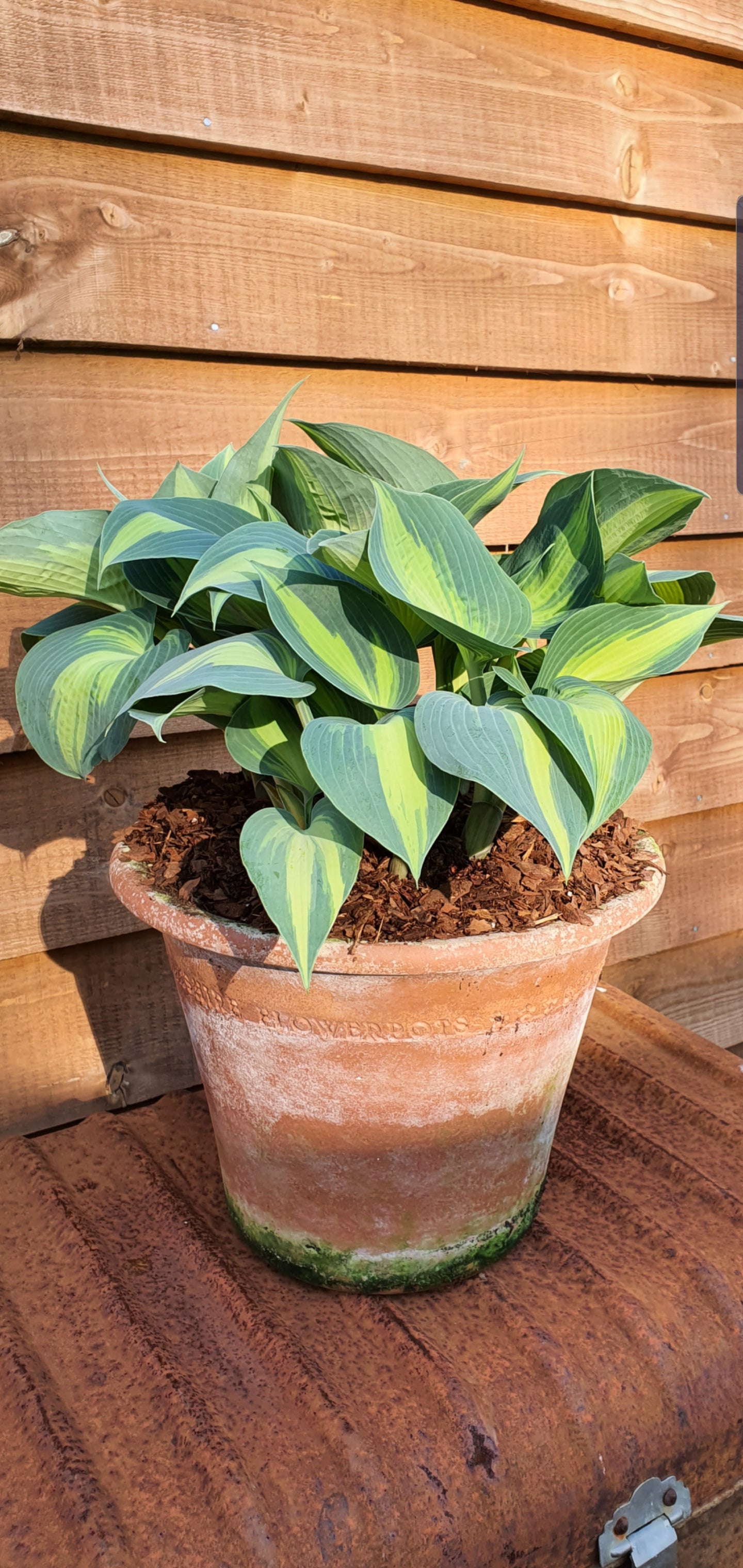 Hosta 'Dinner Jacket' - New Forest Hostas & Hemerocallis