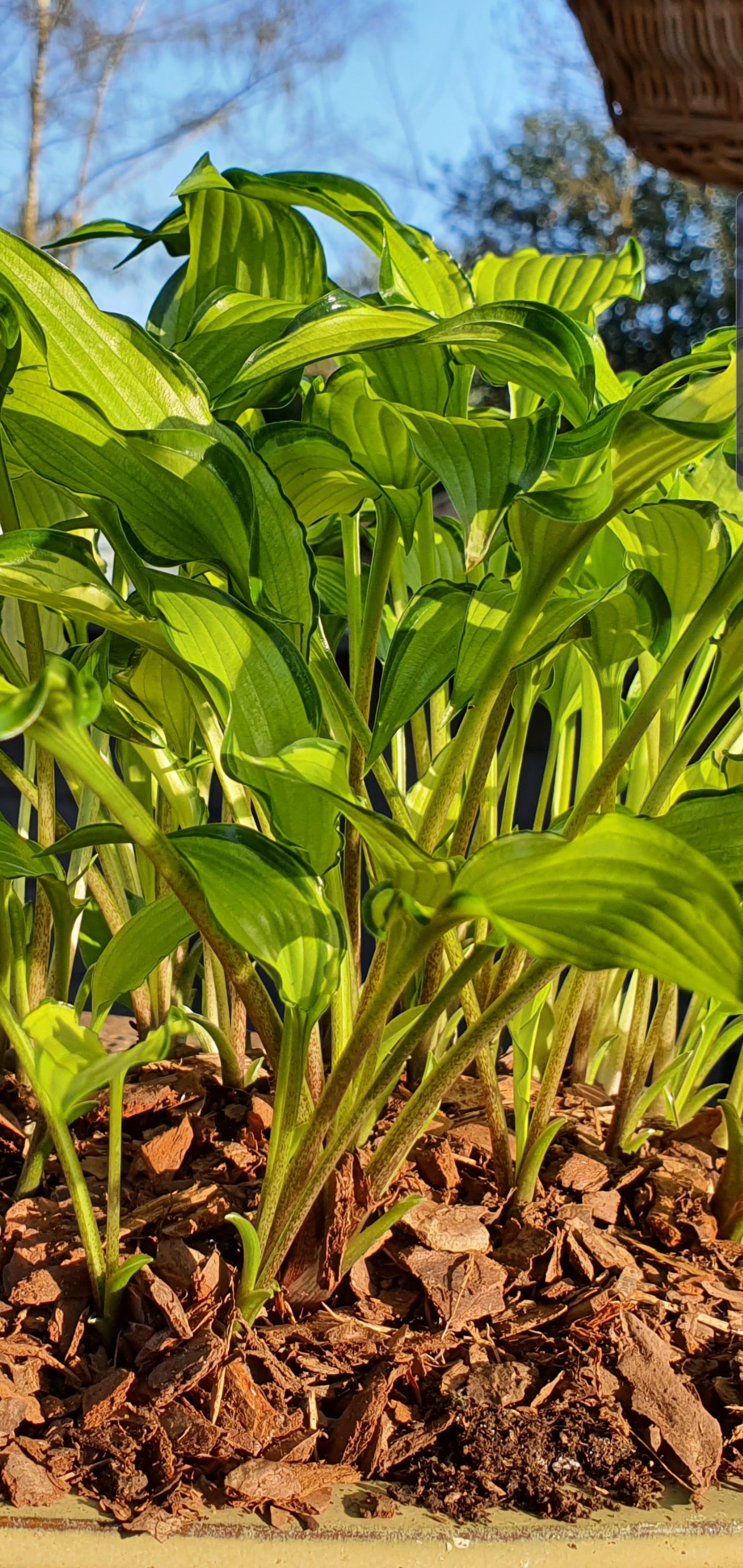 Hosta 'Early Sunrise' - New Forest Hostas & Hemerocallis