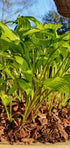 Hosta 'Early Sunrise' - New Forest Hostas & Hemerocallis