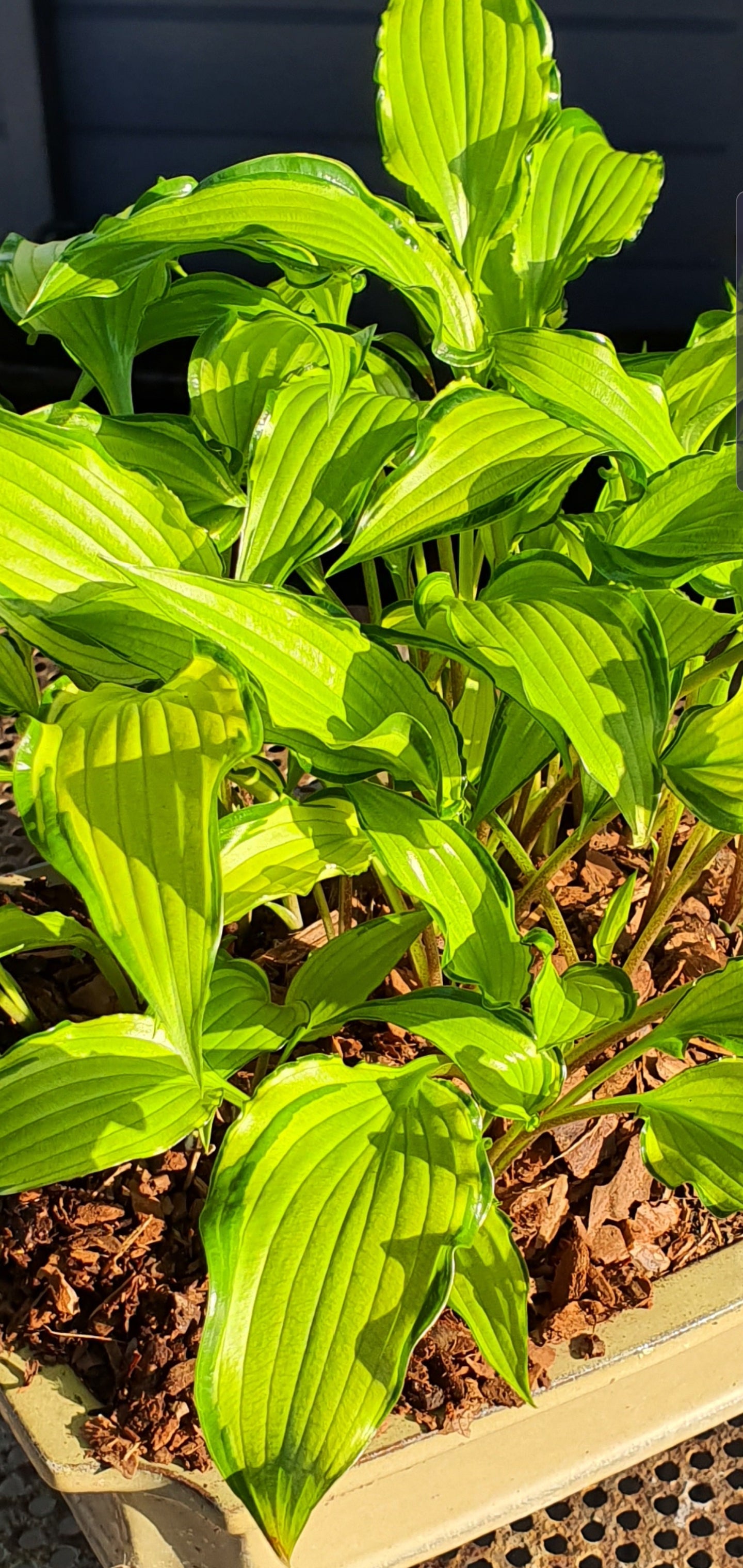 Hosta 'Early Sunrise' - New Forest Hostas & Hemerocallis