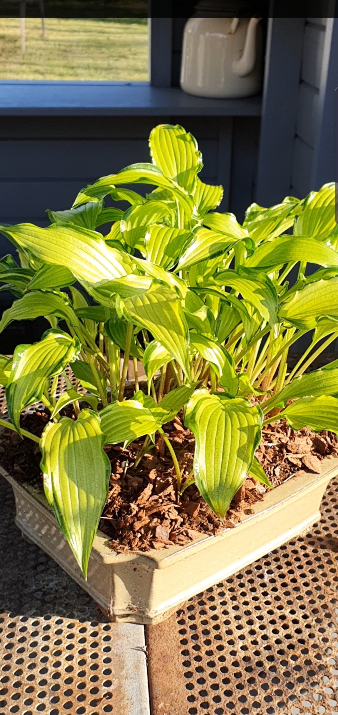 Hosta 'Early Sunrise' - New Forest Hostas & Hemerocallis
