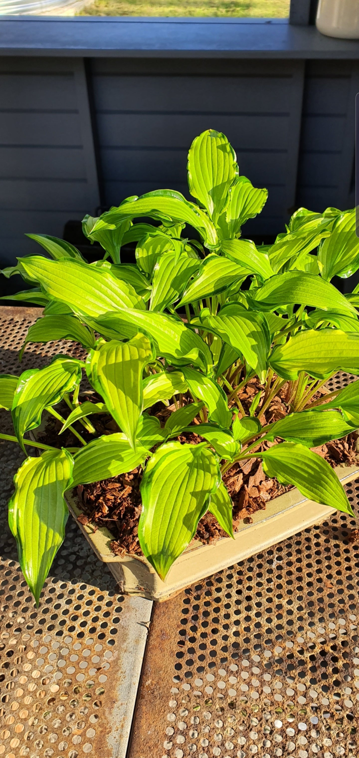 Hosta 'Early Sunrise' - New Forest Hostas & Hemerocallis