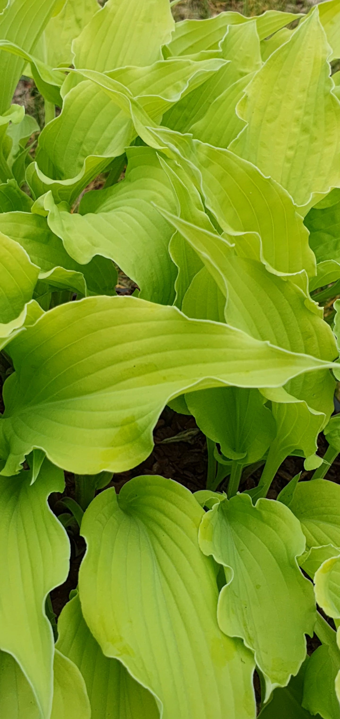 Hosta 'Marrakech' - New Forest Hostas & Hemerocallis