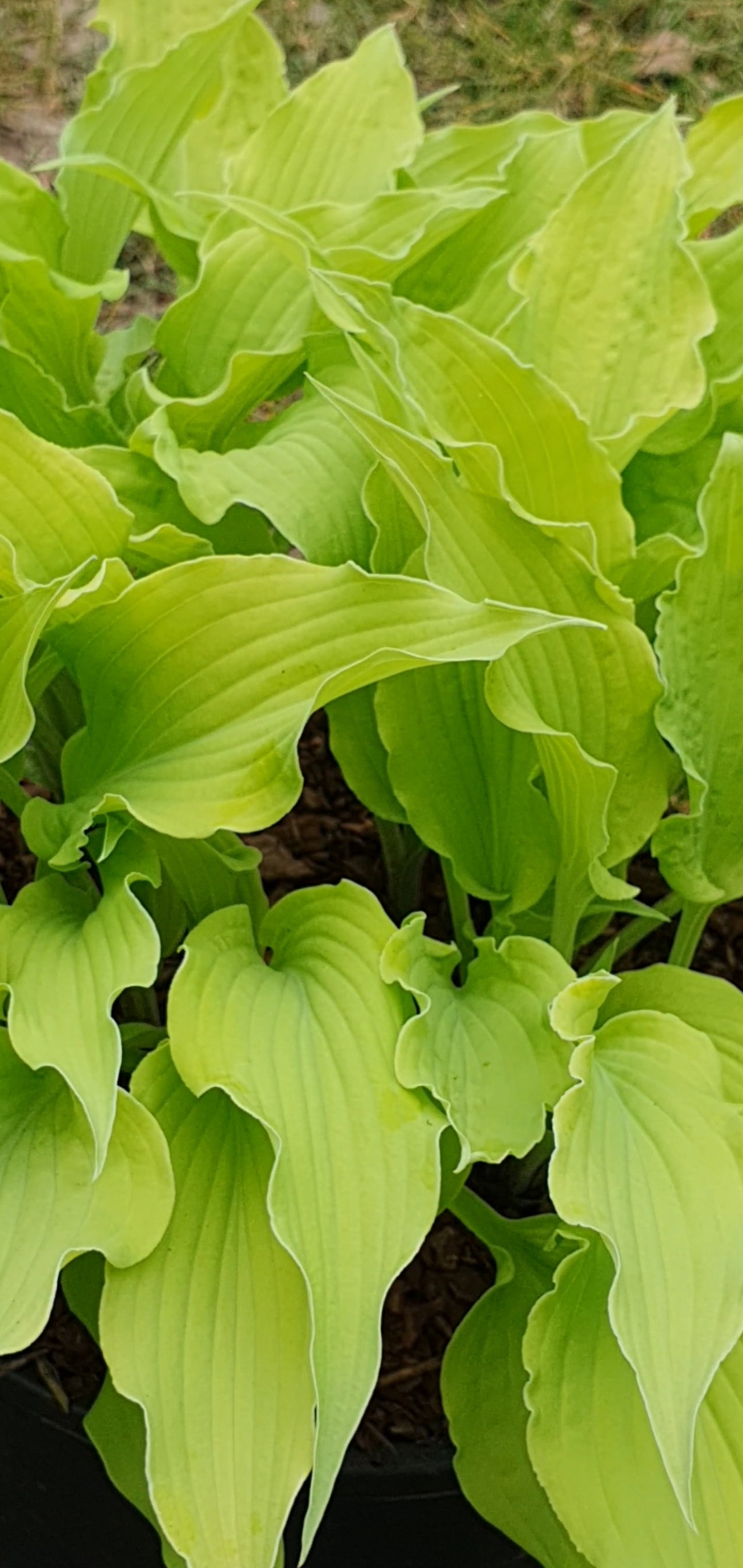 Hosta 'Marrakech' - New Forest Hostas & Hemerocallis