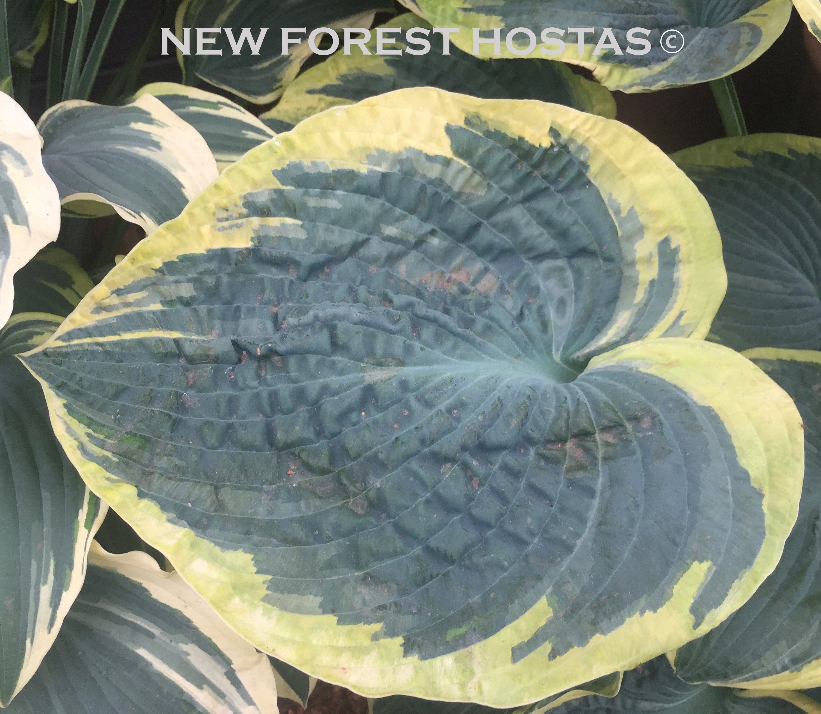 Hosta 'Sugar Daddy' - New Forest Hostas & Hemerocallis