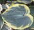 Hosta 'Sugar Daddy' - New Forest Hostas & Hemerocallis