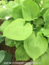 Hosta 'Sum & Substance' - New Forest Hostas & Hemerocallis