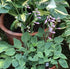 Hosta 'Abby' - New Forest Hostas & Hemerocallis