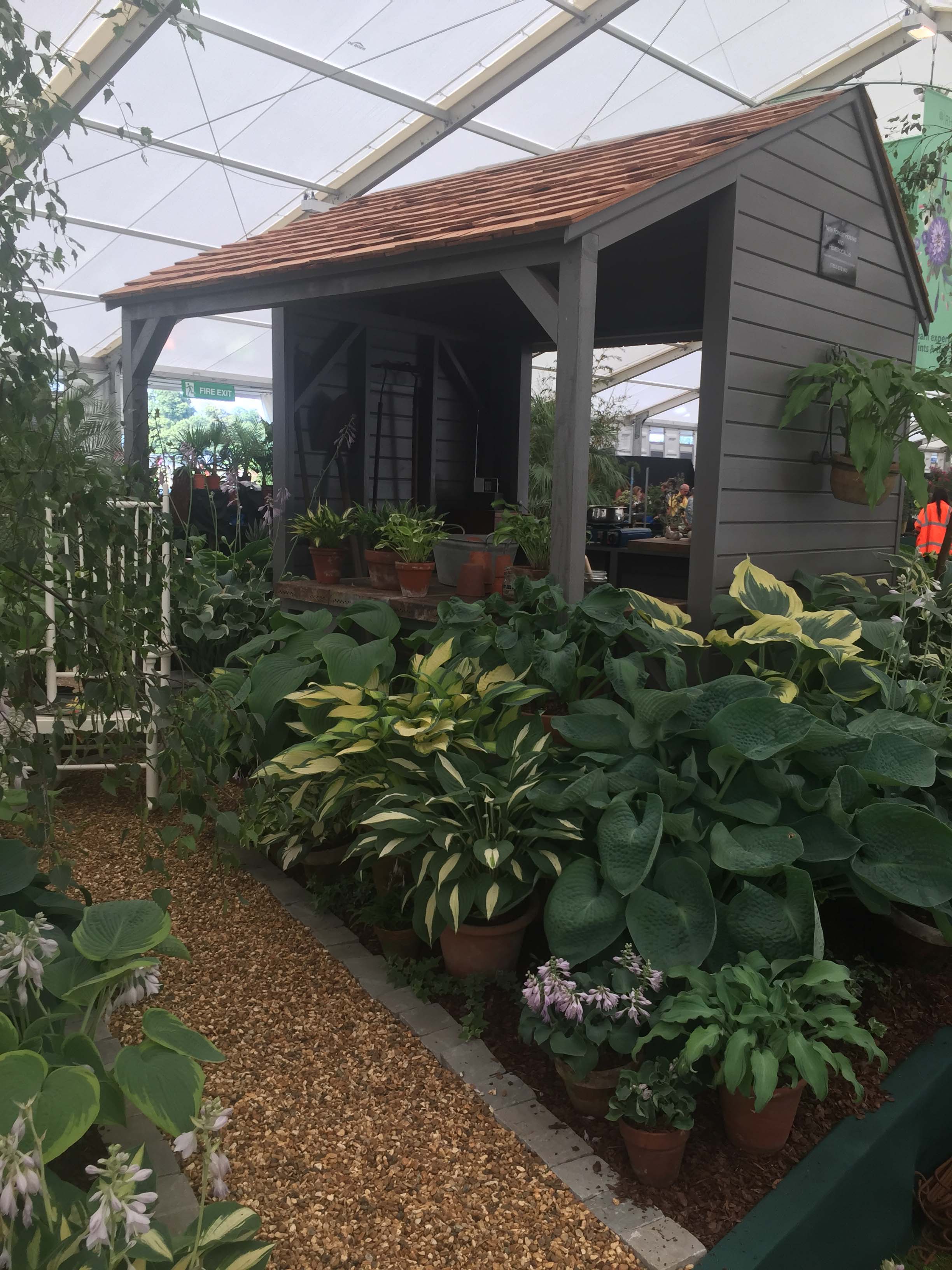 Hosta 'Abiqua Drinking Gourd' - New Forest Hostas & Hemerocallis