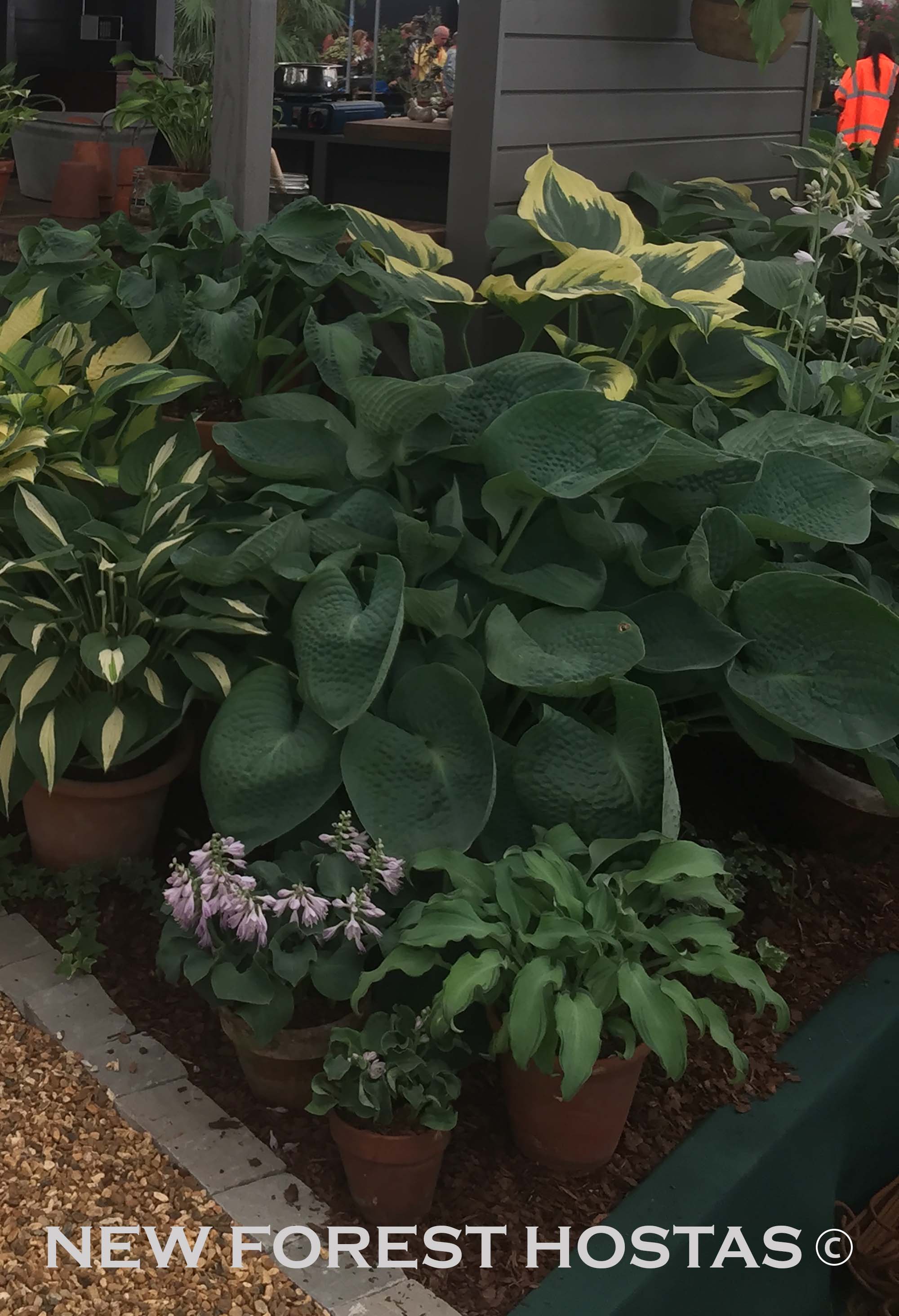 Hosta 'Abiqua Drinking Gourd' - New Forest Hostas & Hemerocallis