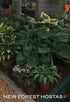 Hosta 'Abiqua Drinking Gourd' - New Forest Hostas & Hemerocallis